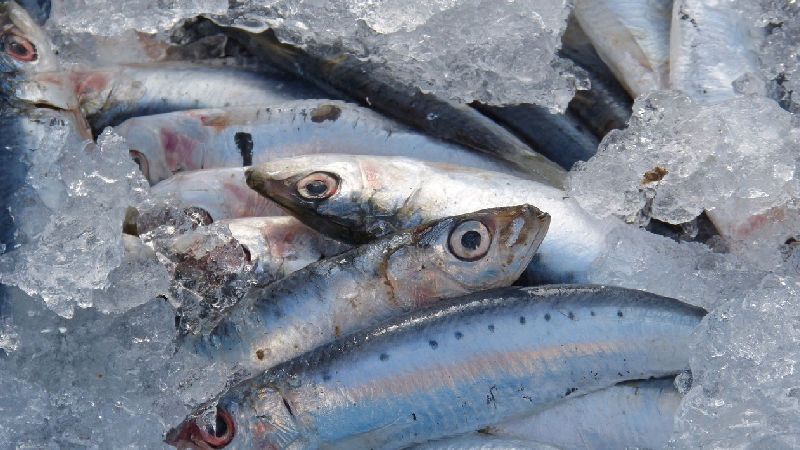 Anisakis: Primeros casos de intoxicación por anisakis en pescado