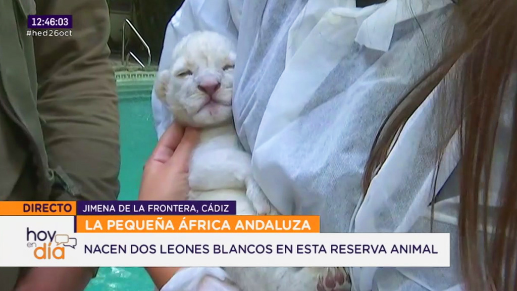 Hoy en día | Nacen dos crías de leones blancos en una reserva animal  andaluza